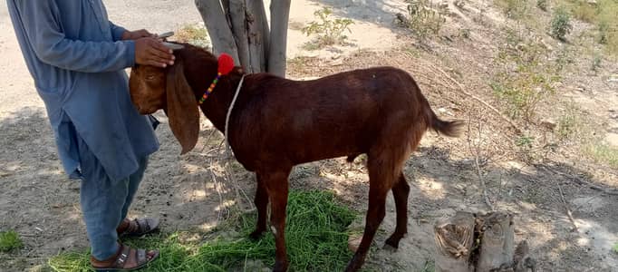 Bakra For QurBani