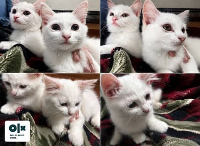 Persian Cats Male And Female Pair 03705906106