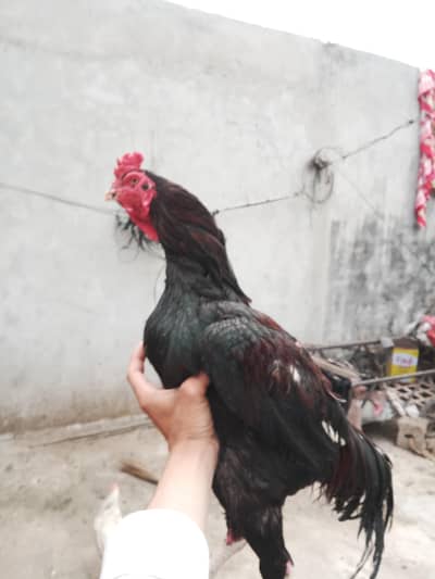 cikuan