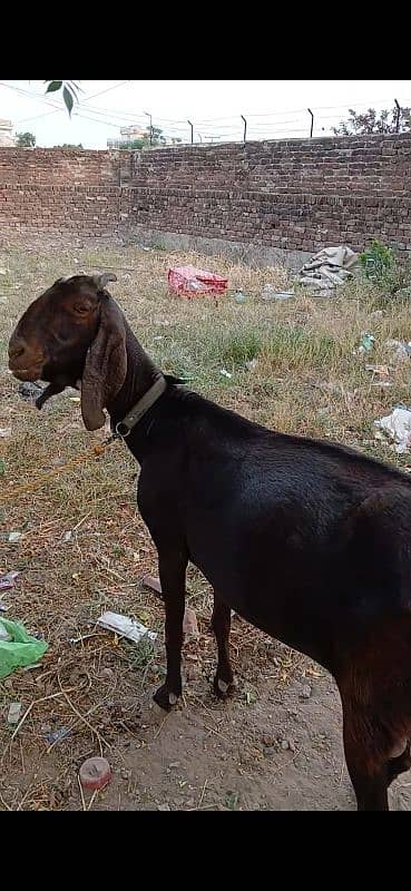 Desi goat 1 month ki ghaban