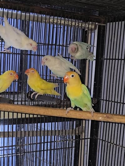 Love birds setup for sale