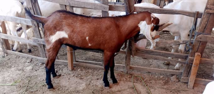 Bakra For sale 110000/03032242422