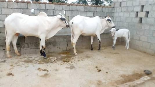 8 Animal FOR SALE IN TALAGANG