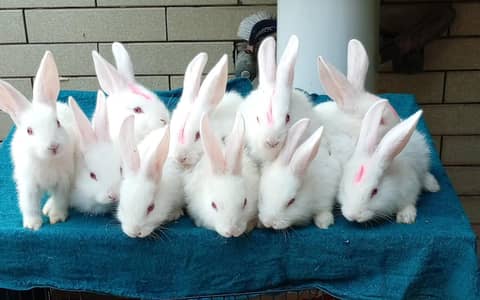 New Zealand white Rabbit