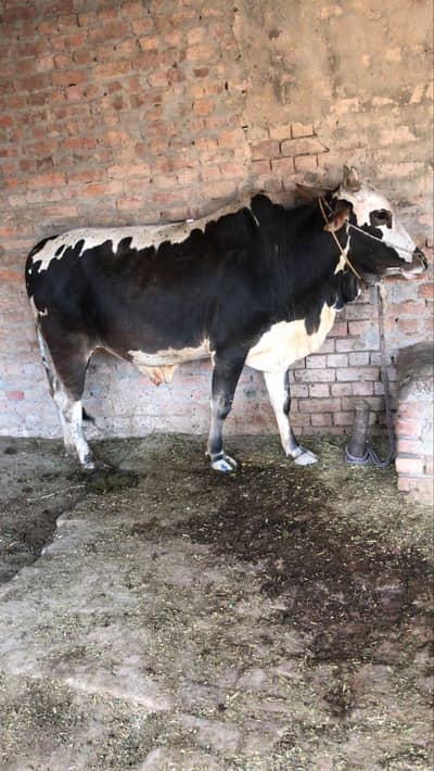 Beautiful Bull For Sale 420KG Weight