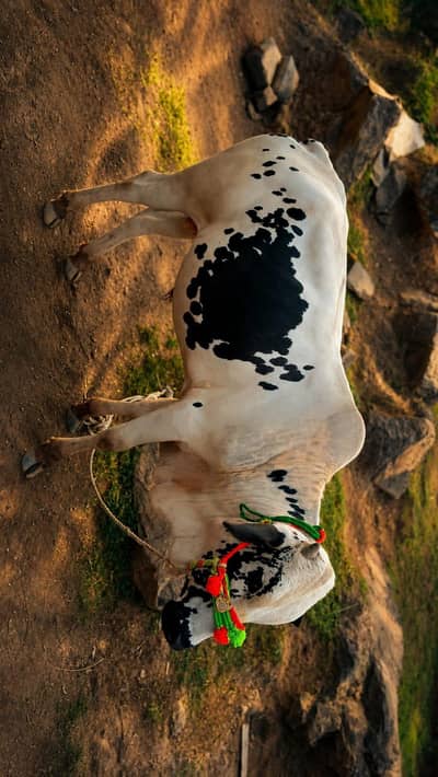 Qurbani ka laya Dand