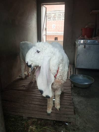 Kagla Chatra / sheep