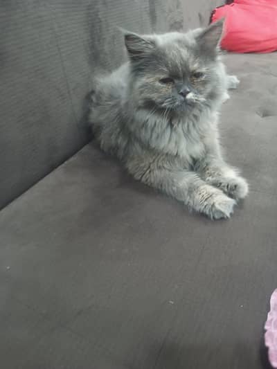 Persian grey cat .