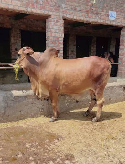 Bachra | Bulls | katta | wacha | cow | Qurbani k janwar 2026