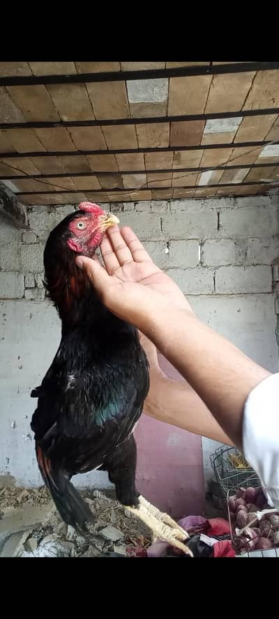lakha mushki