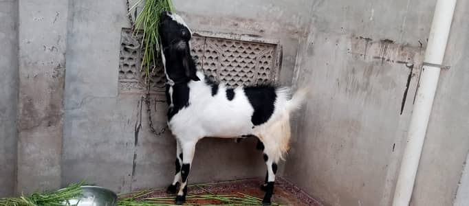 lyny KY lyay is number pr contact kren 03039530142