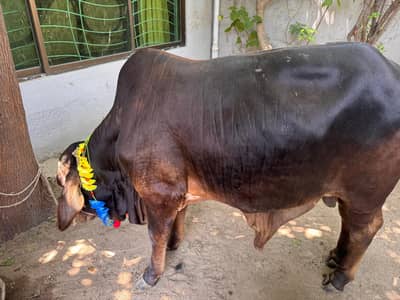 Ghar ka lia ha sirf 2 hisa available hn 18 to 20 kg per hisa