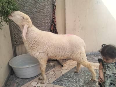 Chatra for sale