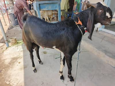 Pakka Kheera Bakra For Qurbani