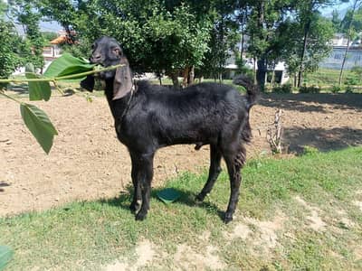 dasi bakra gar ka phela hoya