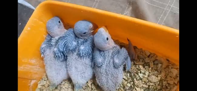 red eyes java (breeder pairs)
