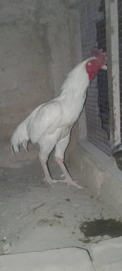 Heera Aseel Male 2 for sale. in Very reasonable price.