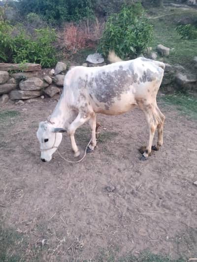 Dawndi weari for sale Qurbani