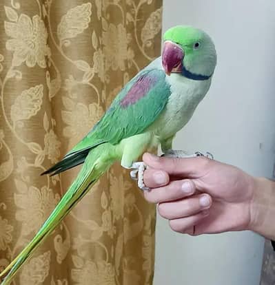 Kashmiri raw parrot for sale and time vice train vaccine mukammal