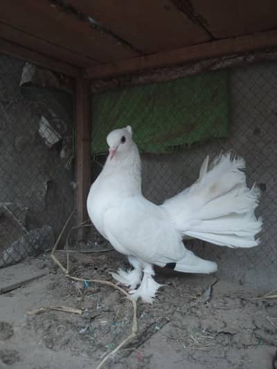 White Indian lakka
