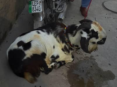 Bakra Andar for sale