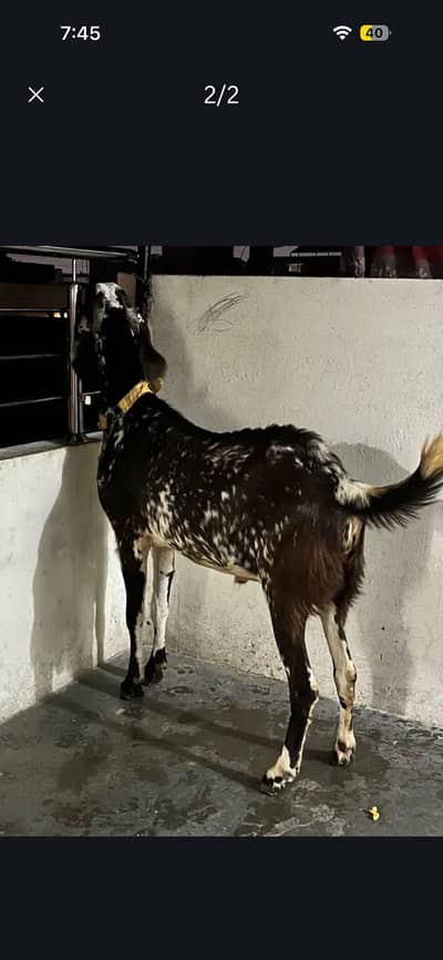 Male goat