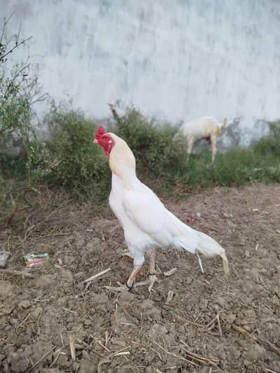 High Quality Aseel Heera And Mushka Chicks