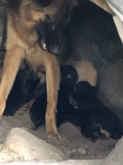 German shepherd puppy for sale puppies male female both available