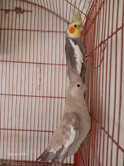 03330968957 ,ak pair coctail  4 sale