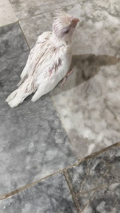 healthy nd active chicks of comon white red eyes,inno nd grey