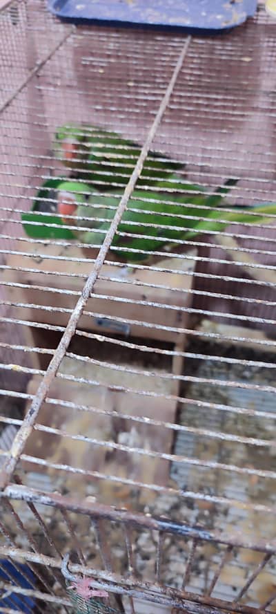 Kashmiri Raw healthy chicks