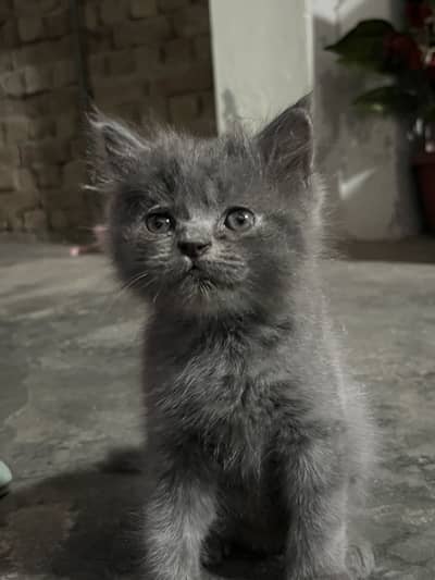 Cat for sell