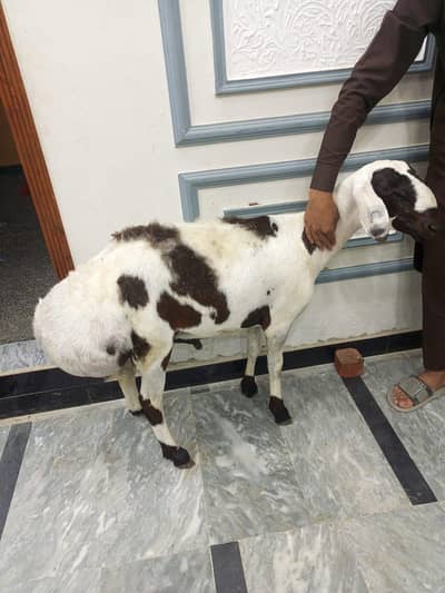 balkhi dumba for sale health and active  call or Whatsapp (03011277756