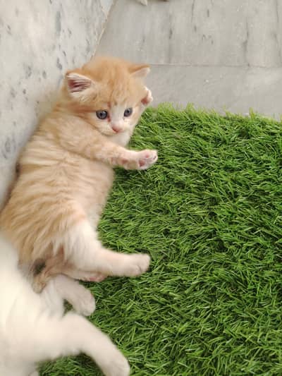 Premium Quality Persian Kittens Available Triple coat
