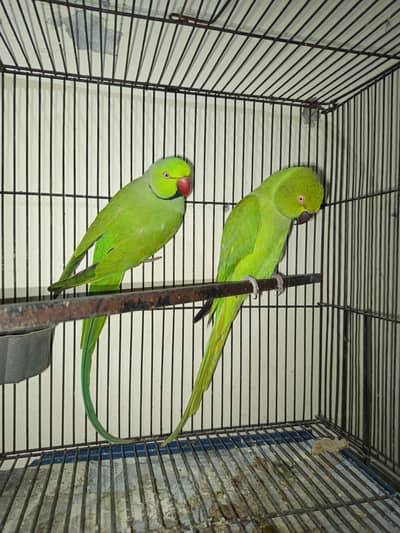 Ringneck breeder pair