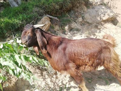 Excellent and Beautiful for Qurbani