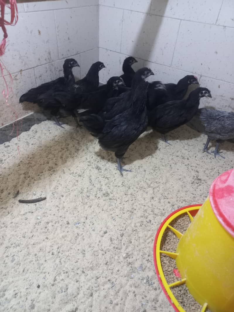 Heritage Australorp 1