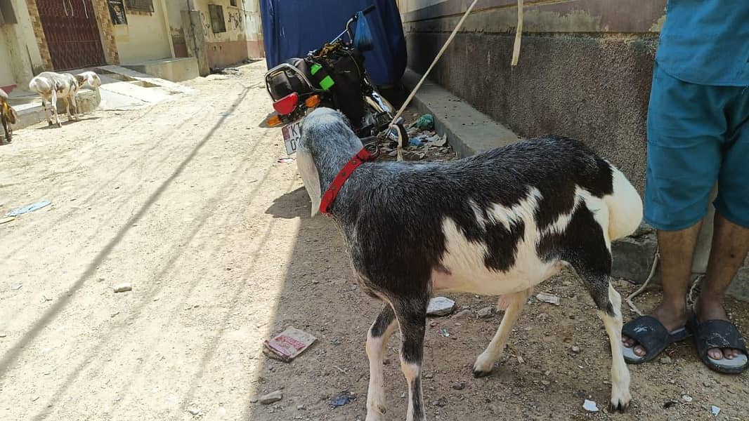 Turkey Dumba 3