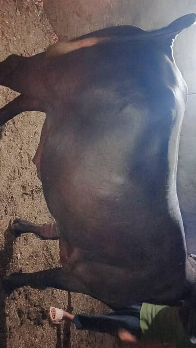 Nili Ravi bull for Qurbani 2026