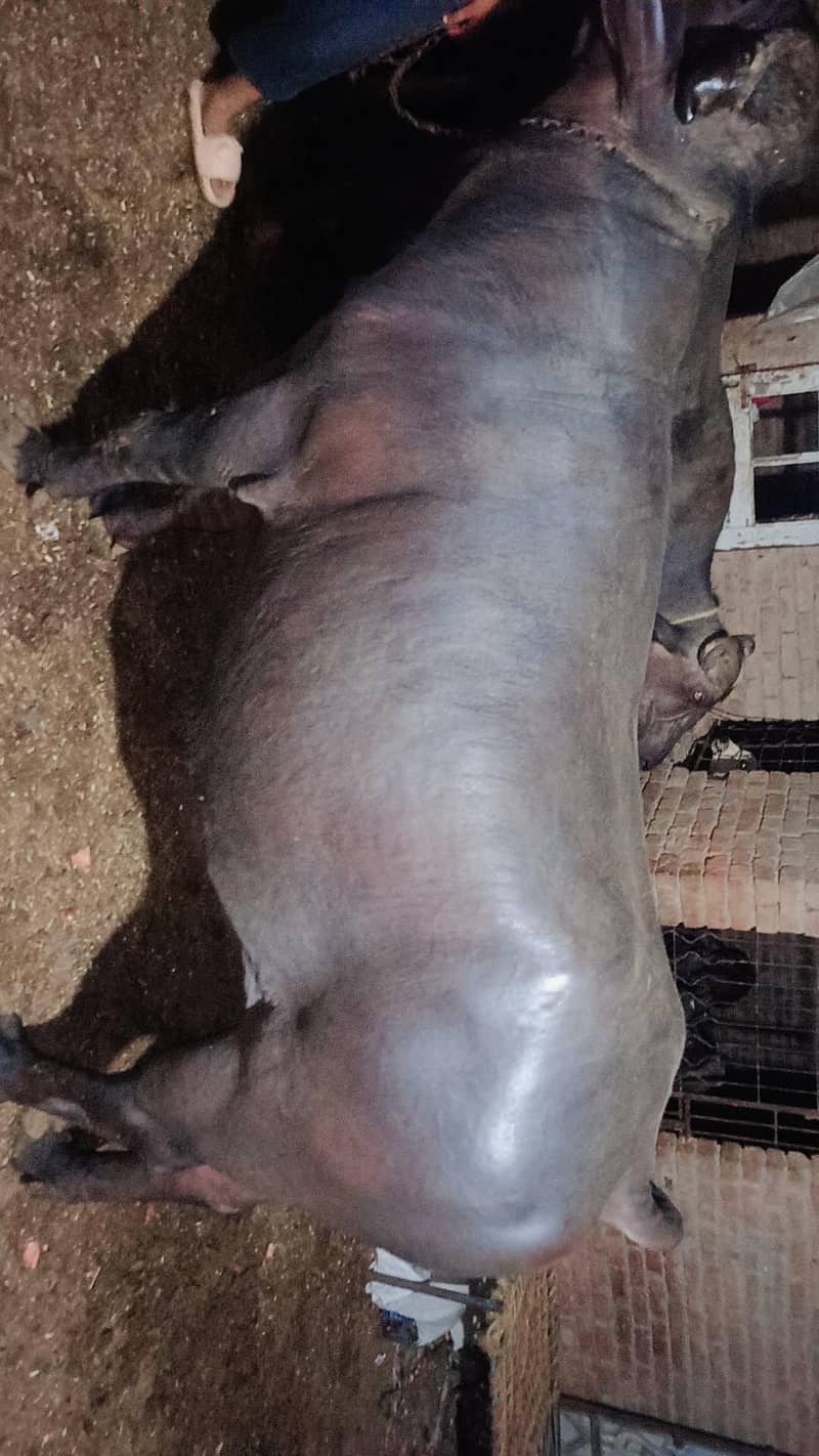 Nili Ravi bull for Qurbani 2026 - Bulls - 1114556211