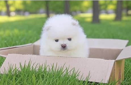 Pomeranians puppy