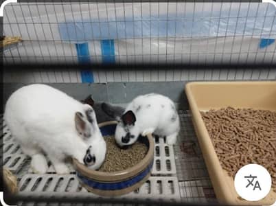 RABBIT FEED HI TECH 44 PALLETS AVAILABLE