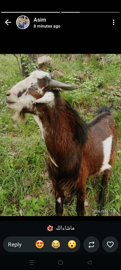 Qurbani k ly Bakra sales Kar rhy