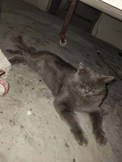 Persian Male