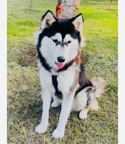 Husky Female For sale