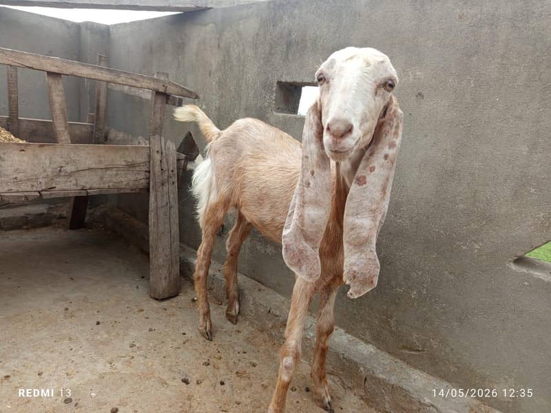 قربانی کے لیے جانور دستیاب 2000 فی کلو کے حساب سے 2