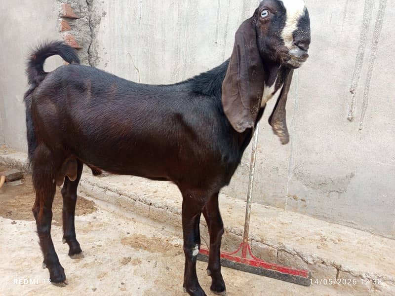 قربانی کے لیے جانور دستیاب 2000 فی کلو کے حساب سے 8