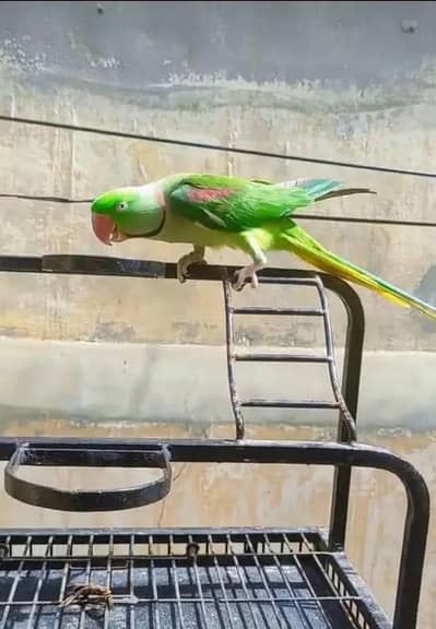 Kashmiri raw parrot for sale