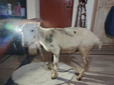 chaki Wala dumba for sale