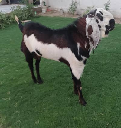 Beautiful Bakra | Premium Qurbani Goat